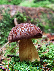 草地里的野生蘑菇橙色食物森林季节橙子菌状桦木苔藓云杉荒野图片