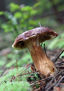 草地里的野生蘑菇森林桦木菌类季节枝条植物橙子宏观生长橙色图片