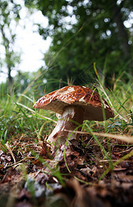 草地里的野生蘑菇食物森林云杉木头植物生长枝条苔藓桦木橙子图片