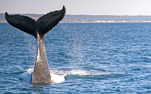 飞行的鲸鱼Humback 鲸鱼蓝色旅游野生动物风景尾巴海洋座头鲸观光哺乳动物背景