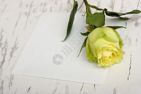 白叶纸上的玫瑰玫瑰叶框架叶子大理石花瓣黄色空白白色灰色床单图片