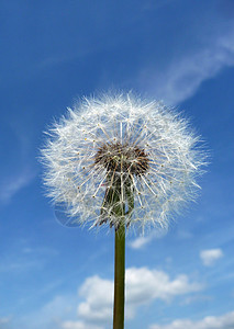 Dandelion 时钟园艺生长乡村植被植物宏观叶子花园天空蓝色图片