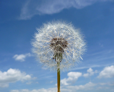 Dandelion 时钟蓝色叶子花园乡村植物群菊科种子生长园艺宏观图片