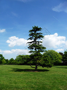 克莱霍尔公园的树植物绿地国家多云树叶植被天空景观蓝色场地图片