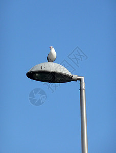 灯柱上的海鸥鸟类野生动物金属蓝色龟形鸥科动物天空图片