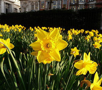 伦敦的多佛水仙水仙花叶子植物群宏观植物植被黄色花瓣乡村生长图片