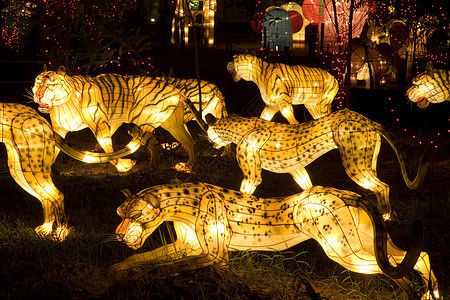 老虎和豹光灯辉光灯笼灯泡照明动物图片