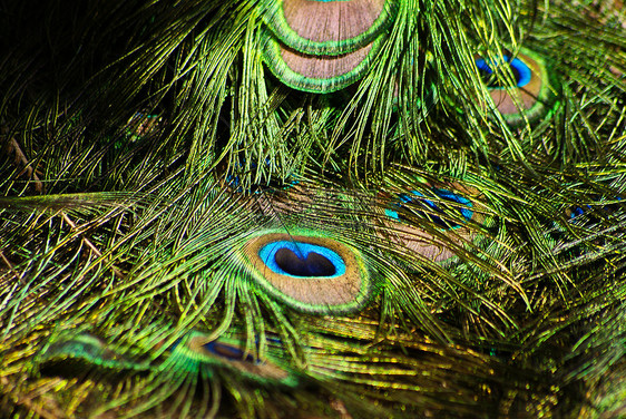 孔雀舞蹈身体野生动物羽毛仪式眼睛动物园荒野蓝色金子图片