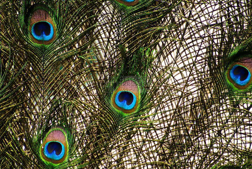 孔雀野生动物荒野动物园舞蹈羽毛圆圈蓝色照片眼睛金子图片