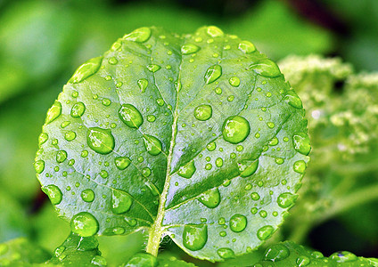 雨后水滴绿色背景图片