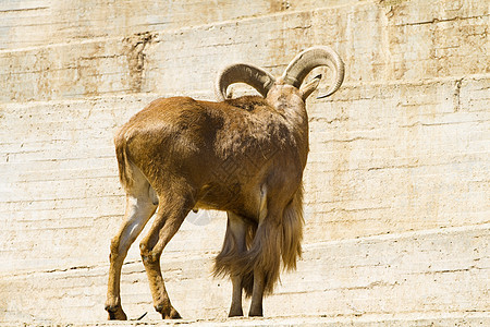 西班牙语ibex内存高地喇叭野生动物号角绵羊动物哺乳动物国家荒野图片