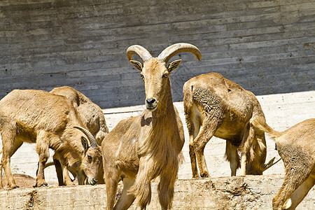 西班牙语ibex 组动物号角野生动物岩石动物群绵羊高地哺乳动物国家内存图片