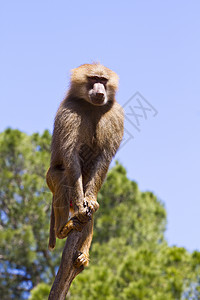 在一棵树上生长的长毛虫公园生态熊座灵长类野生动物狒狒荒野哺乳动物国家动物图片
