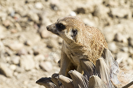 Meerkat 苏里卡塔瑟皮卡塔 肖像警卫头发沙漠野生动物生态哺乳动物生物眼睛猫鼬动物图片