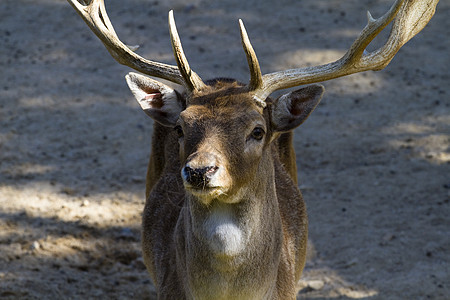 鹿有角绵羊号角动物国家野生动物内存哺乳动物岩石喇叭荒野图片