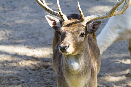 鹿有角内存动物哺乳动物绵羊高地国家野生动物动物群岩石喇叭图片