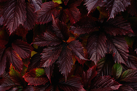紫色的生长草本植物植物学衬套宏观生活环境叶子图片