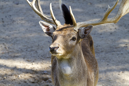 鹿有角动物群动物号角国家荒野绵羊哺乳动物高地岩石喇叭图片