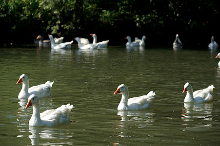 红烧鹅一群鹅白色动物溪流绿色野生动物游泳背景