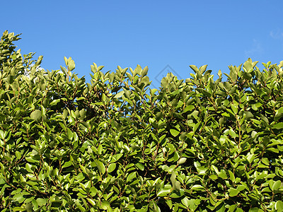套头绿色植物栅栏蓝色灌木天空树木衬套图片