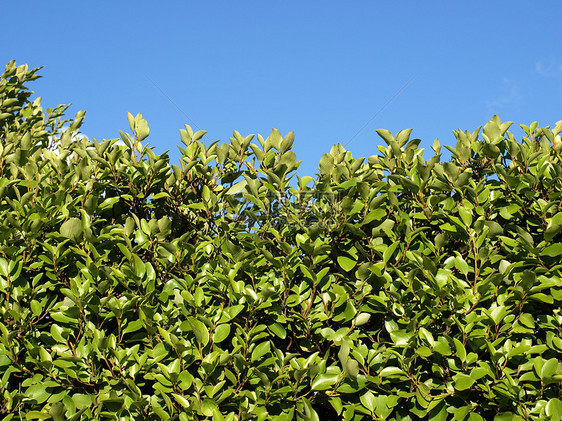 套头绿色植物栅栏蓝色灌木天空树木衬套图片