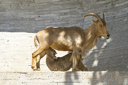 西班牙语ibex国家哺乳动物动物群野生动物高地岩石绵羊号角荒野喇叭图片