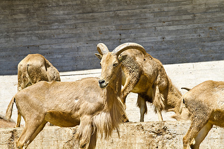 西班牙语ibex号角国家绵羊岩石野生动物喇叭内存动物群哺乳动物高地图片