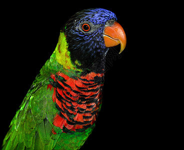 云宝洛丽基特鹦鹉翅膀鸟类蓝色羽毛红色绿色背景图片