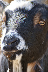 山羊产妇宠物农业绿色农场哺乳动物野生动物羊肉背景图片