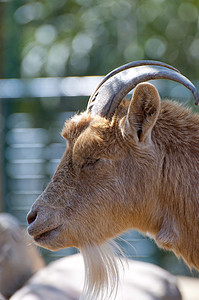 山羊绿色产妇哺乳动物宠物羊肉农场农业野生动物背景图片