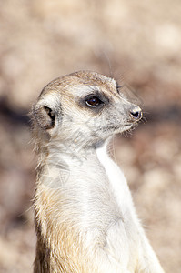 索里卡塔生态生物沙漠荒野动物园宠物头发野生动物家庭母亲图片