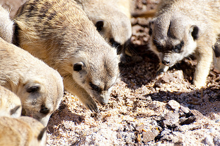 索里卡塔沙漠母亲野生动物家庭哺乳动物鼻子警卫眼睛猫鼬生态图片