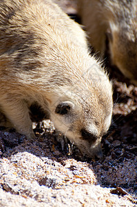 索里卡塔头发宠物警卫野生动物生态眼睛生物哺乳动物沙漠警报图片
