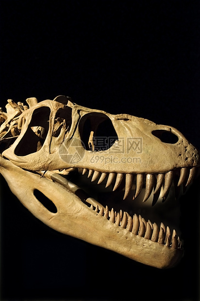 恐龙锥体解剖学灭绝动物科学生物学图片
