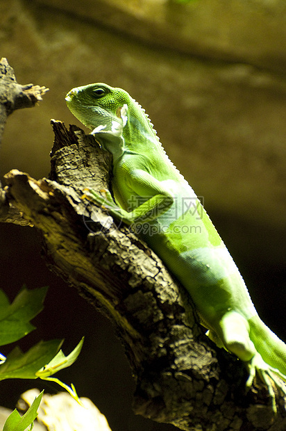 蜥蜴宠物生活野生动物情调变色龙鬣蜥颜料树叶乔木异国图片