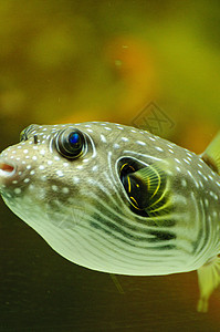 河鱼海洋动物背景图片