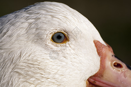 鸭子动物羽毛宠物白色农场荒野翅膀图片