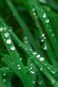 水滴声稻草树叶绿色叶子刀刃飞沫植物宏观图片