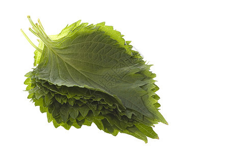 孤立的绿百草枯叶食物草药疗法生产宏观植物学植物叶子芳香欧巴图片