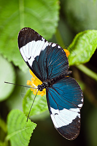 海利奥尼乌斯·西德诺热带蝴蝶图片