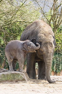 玩亚洲婴儿大象游戏图片