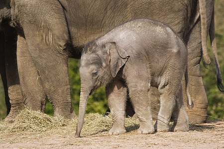 女性亚洲婴儿大象图片