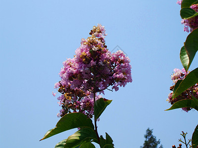淡紫花宏观薰衣草植物分支机构花园紫色季节性植物群阳光照射季节图片