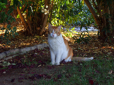 Tab 猫植物小猫猫咪动物花园短发爪子宠物图片