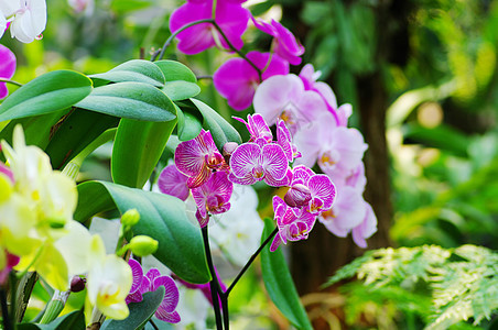 兰花肖像植物学植物群女王紫色花园念日森林独奏木头展示图片