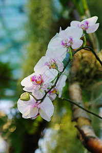 绿色背景的兰花肖像礼物植物学花园独奏植物群森林植物热带念日展示图片