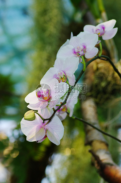 绿色背景的兰花肖像礼物植物学花园独奏植物群森林植物热带念日展示图片