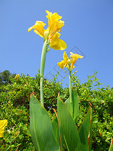 Canna 莉莉花黄色季节花园美人分支机构橙子太阳百合植物群季节性图片