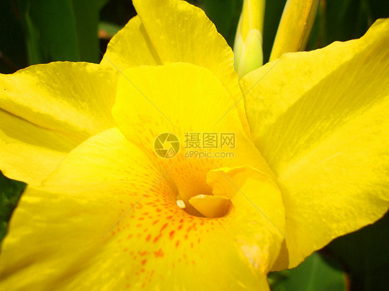 Canna 莉莉花花园百合阳光美人季节性阳光照射分支机构晴天植物群热带图片