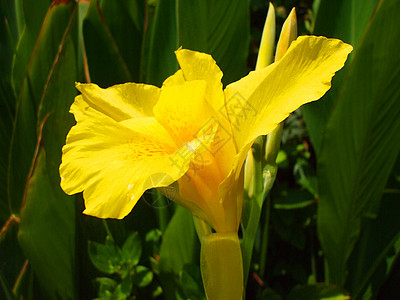 Canna 莉莉花背景黄色阳光照射橙子植物群植物晴天季节百合绿色图片